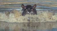 Hippo